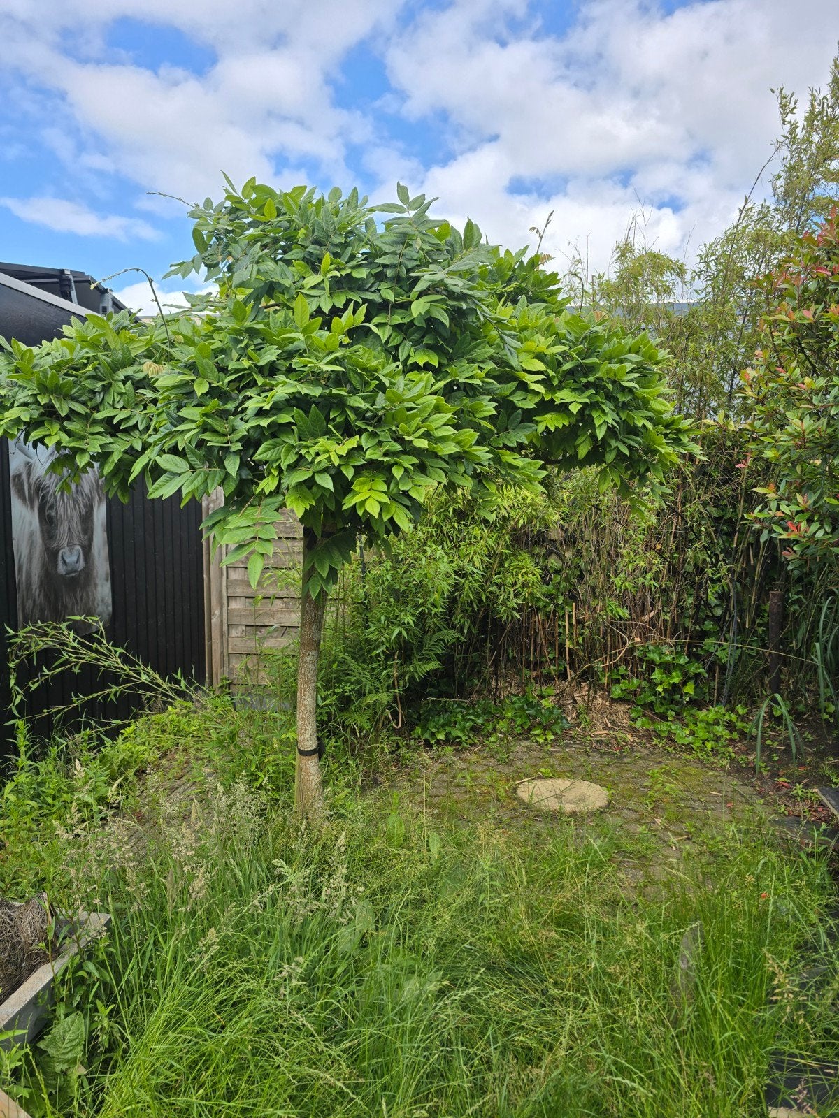 Bomen, Ophalen, Gehele jaar, Volle zon