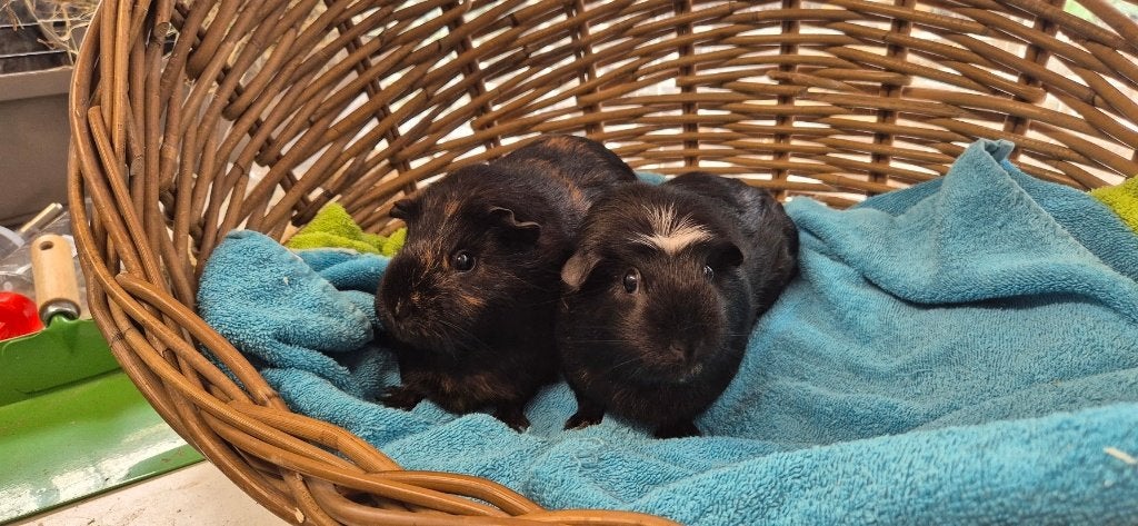 Cavia Koppel BIG & BIGGER uit de opvang zoeken een tehuis, Augustus, Meerdere dieren, Cavia