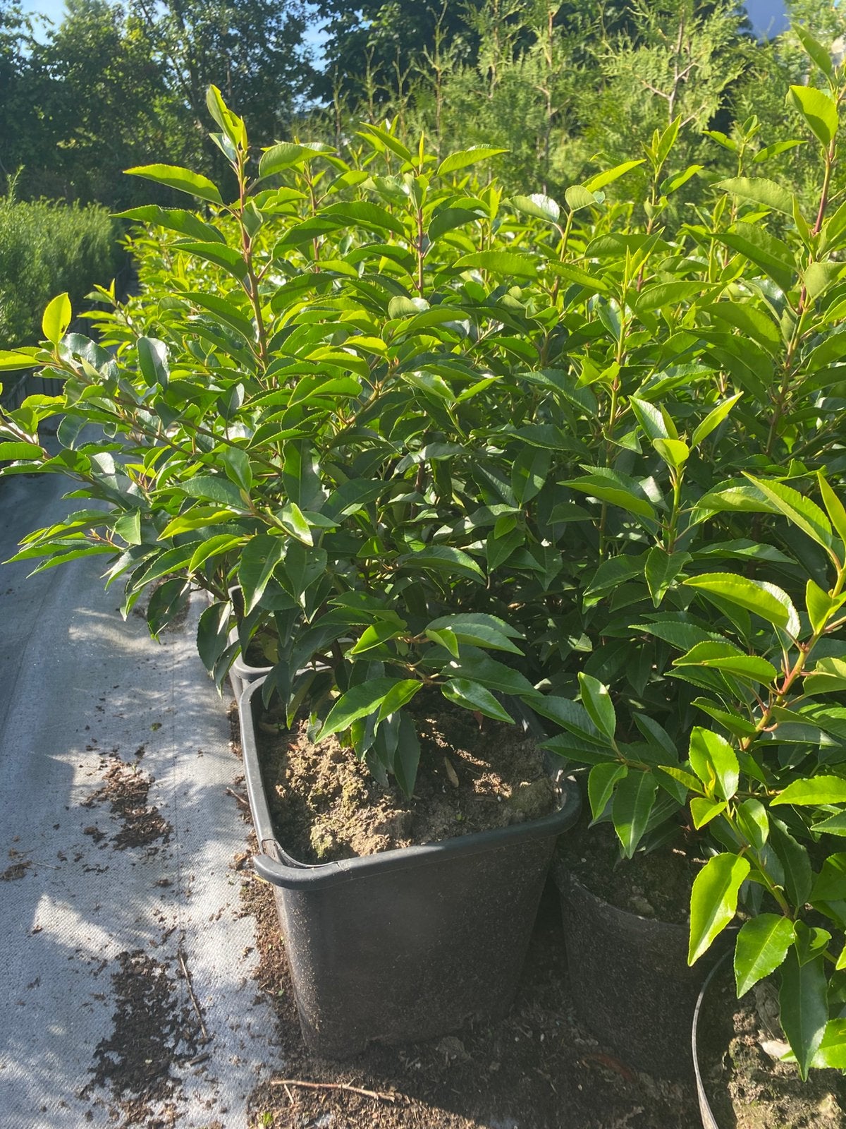 Portugese laurier25cm in 20cmpot €2 en 60cm in 10literpot€5, Ophalen, Laurier