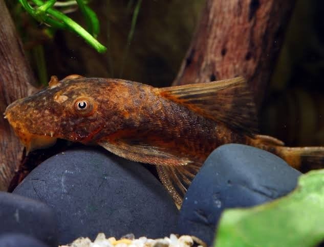 ancistrus vrouwen gezocht, Dieren en Toebehoren