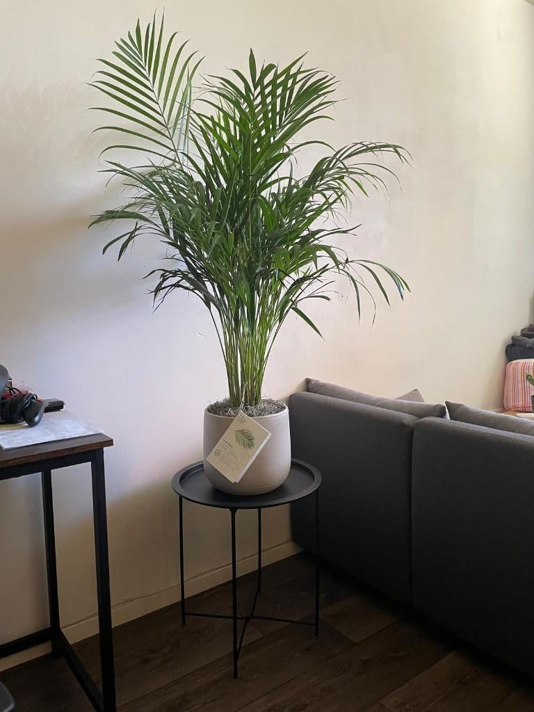 Areca Palm (Dypsis Lutescens) plant met keramische pot, Huis en Inrichting, Kamerplanten, Ophalen, 100 tot 150 cm, Palm, Halfschaduw