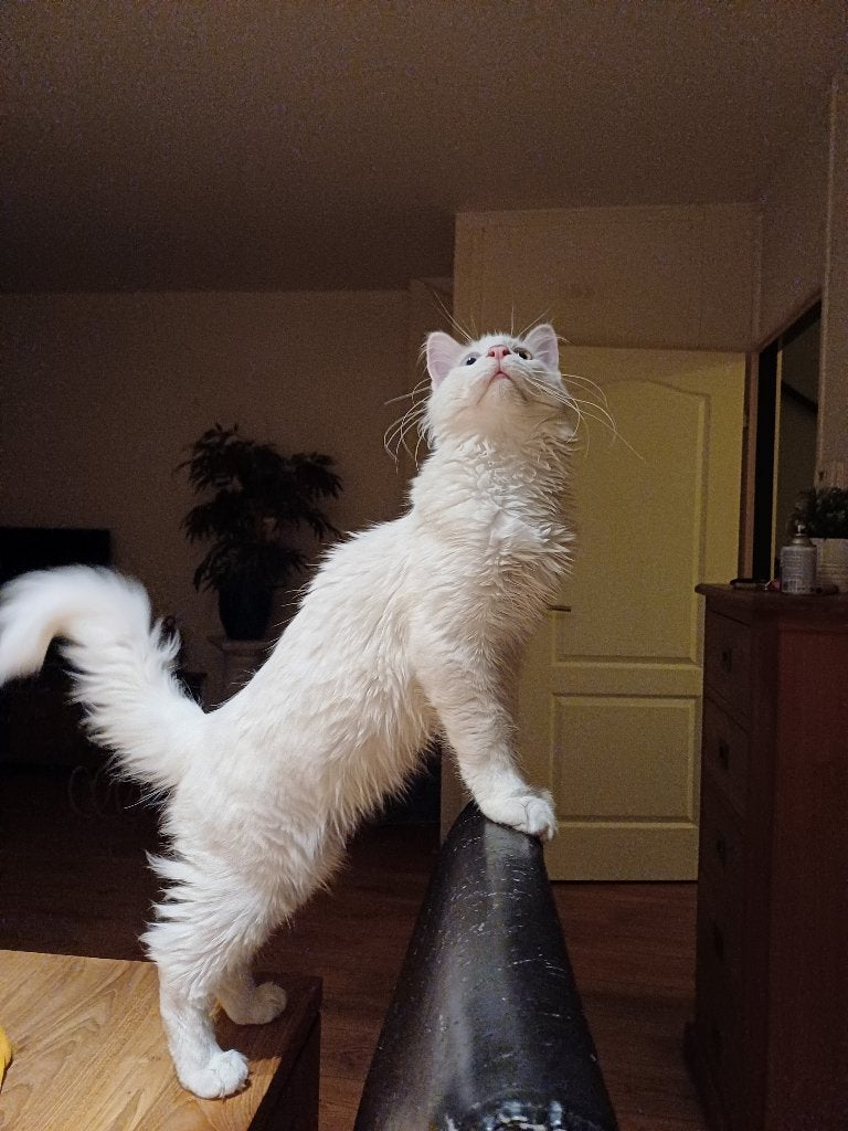 Mooie witte main goon, Dieren en Toebehoren, Kater, 0 tot 2 jaar