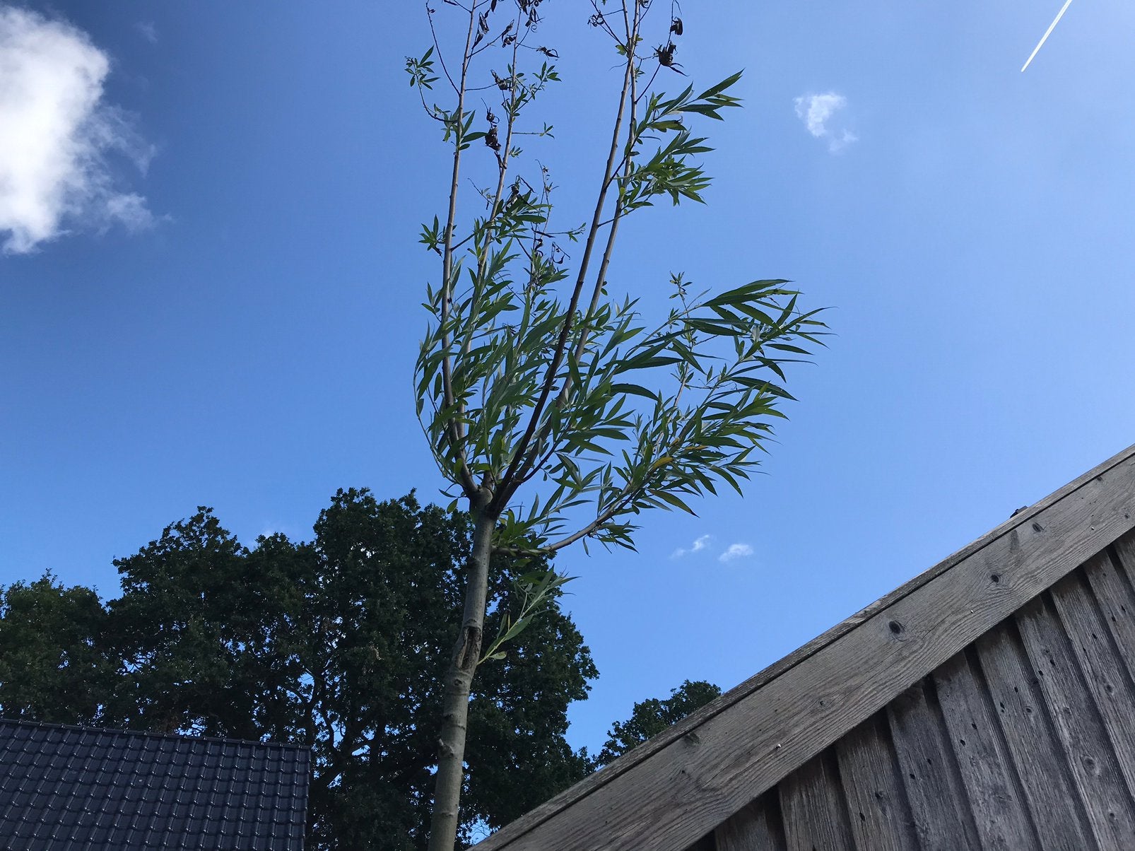 Knotwilg in pot, Tuin en Terras, Planten | Bomen, Ophalen, Overige soorten, 250 tot 400 cm