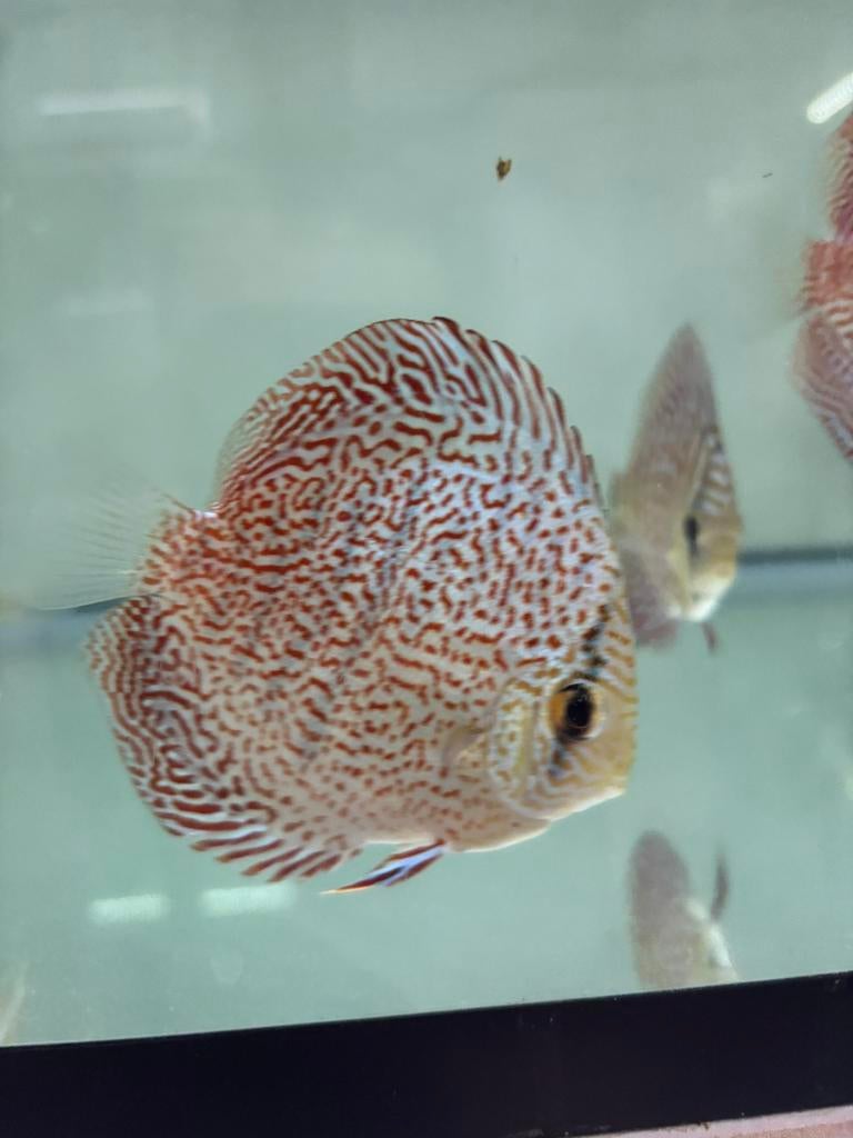 Discus leopard panthera, Vis