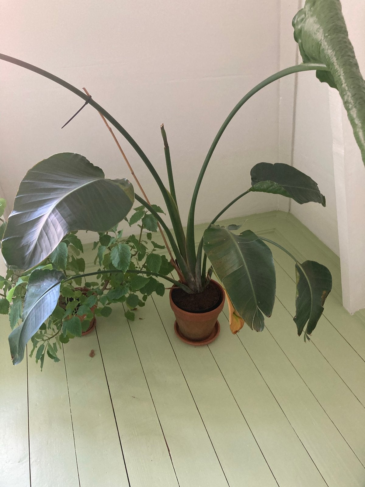 Grote Strelitzia Nicolai (Paradijsvogelplant), Ophalen, Overige soorten, In pot, 150 tot 200 cm