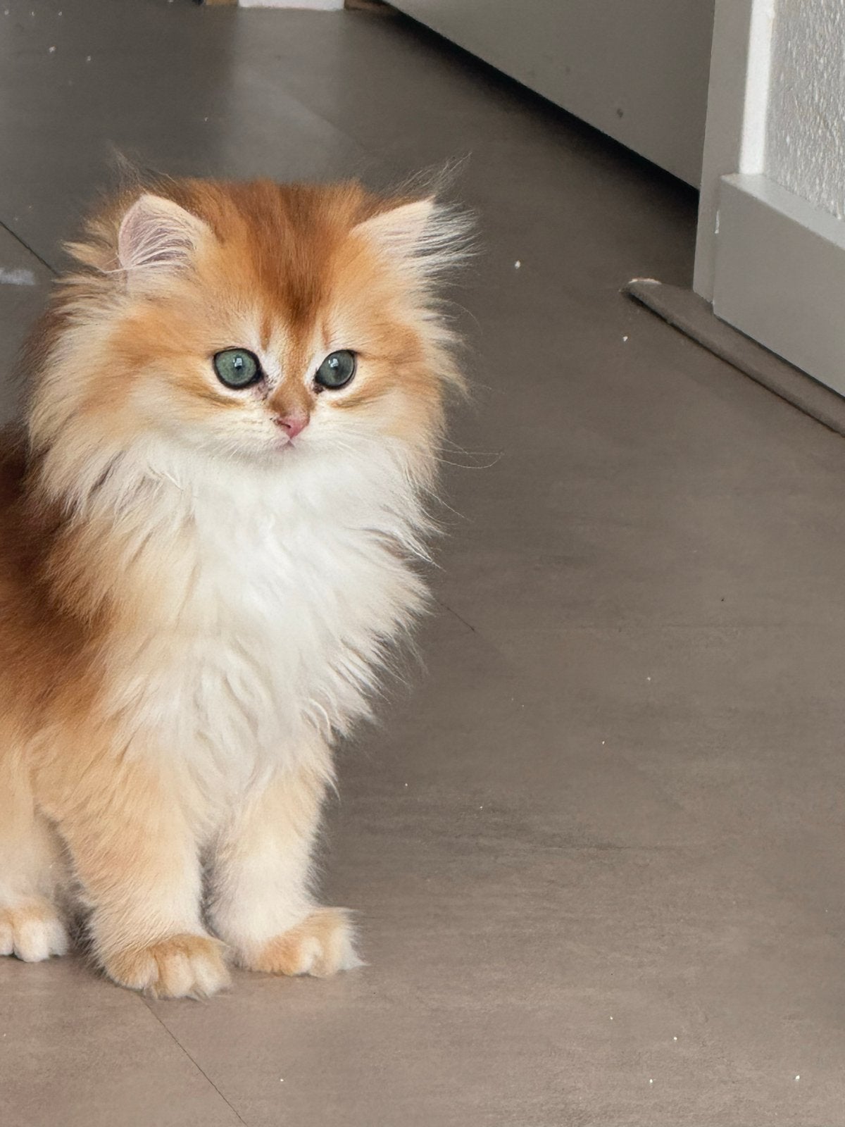 Prachtige kittens, Kater, Langharig, 0 tot 2 jaar