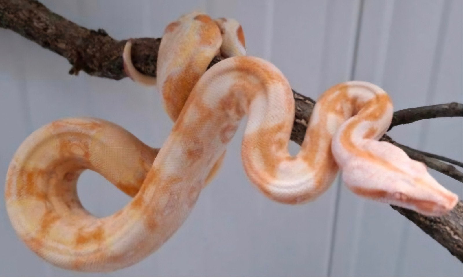Koppeltje Boa's 300€.  wegens beëindigen Boa Constrictor photo 3