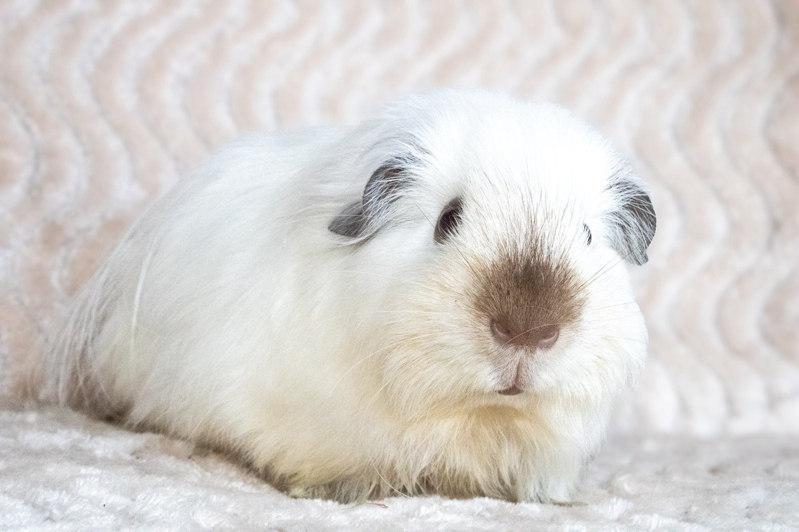 Cavia beer, beertje, wit california choco, Dieren en Toebehoren, Knaagdieren, Mannelijk, Tam, Maart, Cavia