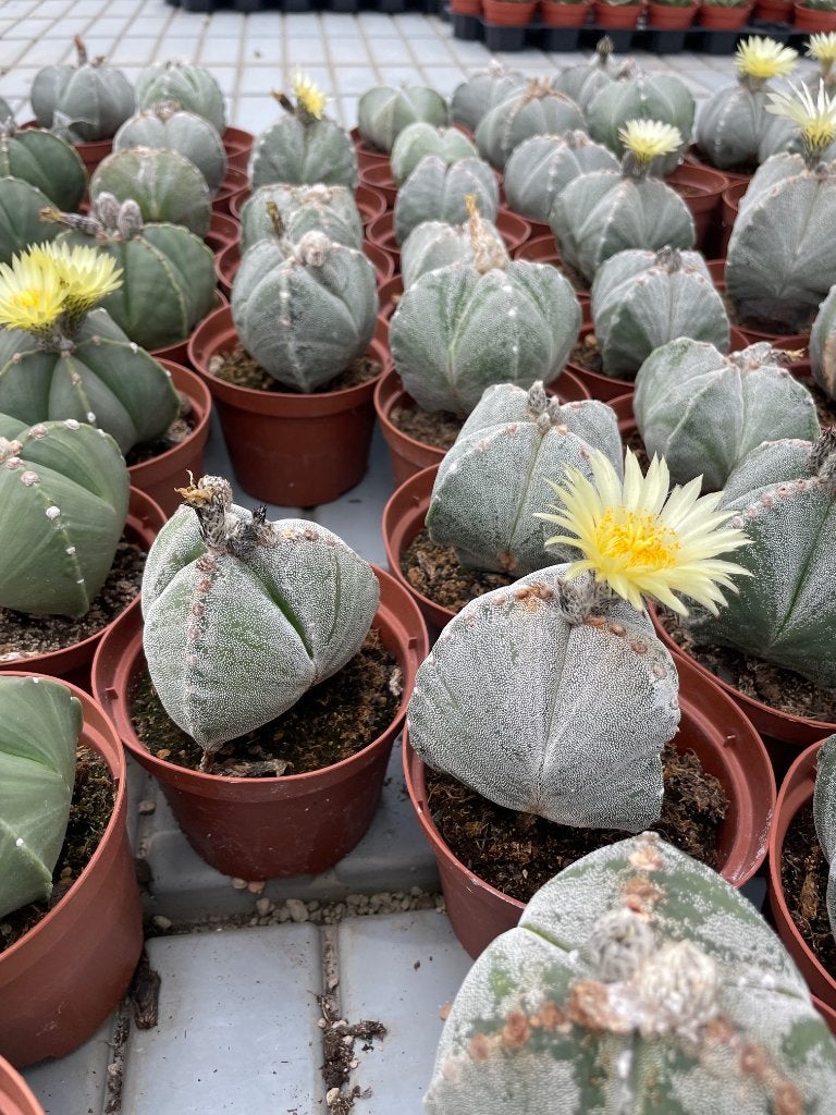 Cactus Astrophytum soorten in de 11 cm pot, Ophalen of Verzenden, Minder dan 100 cm, Bloeiende kamerplant, Volle zon