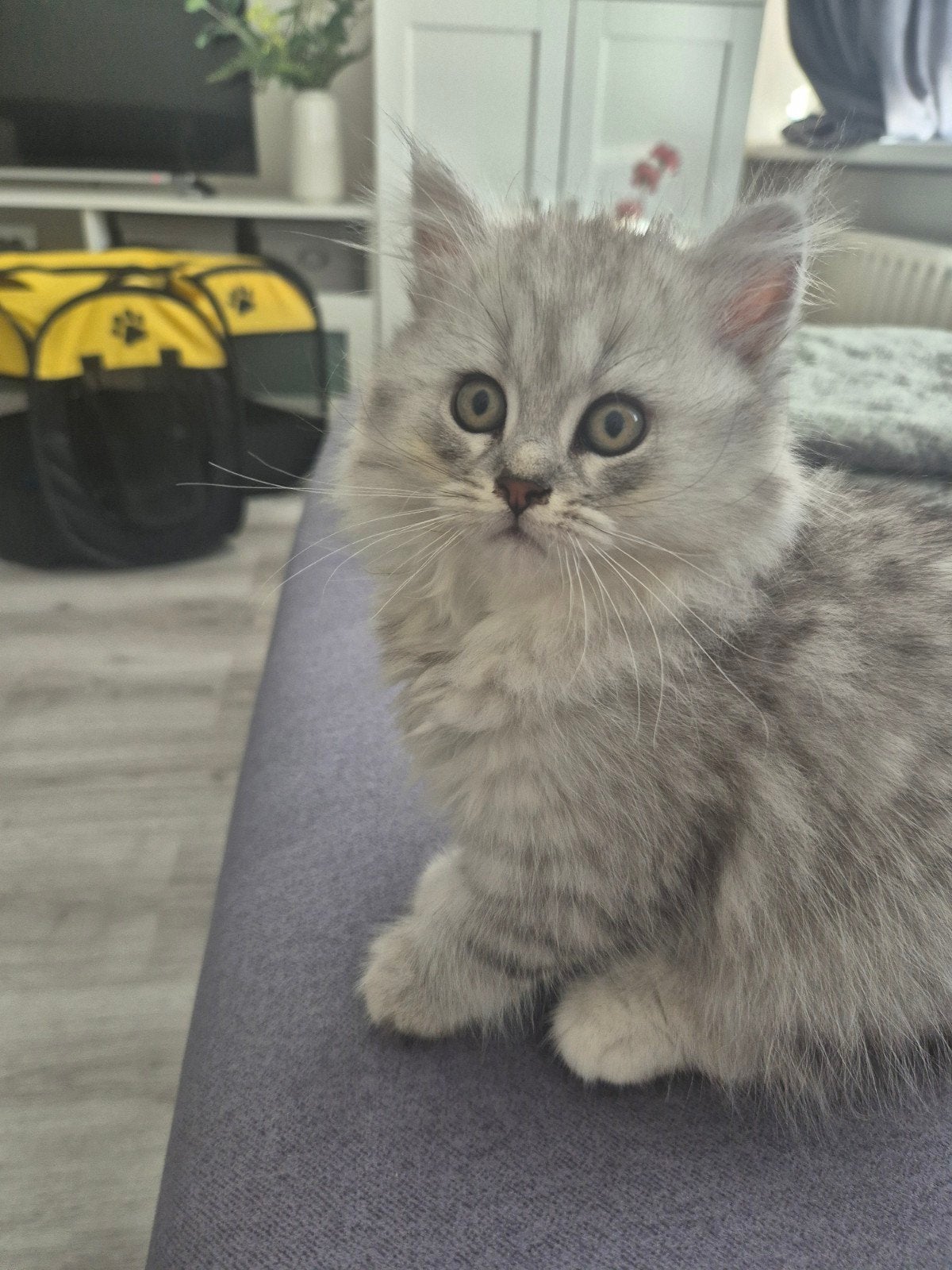 Blh mantje, Kater