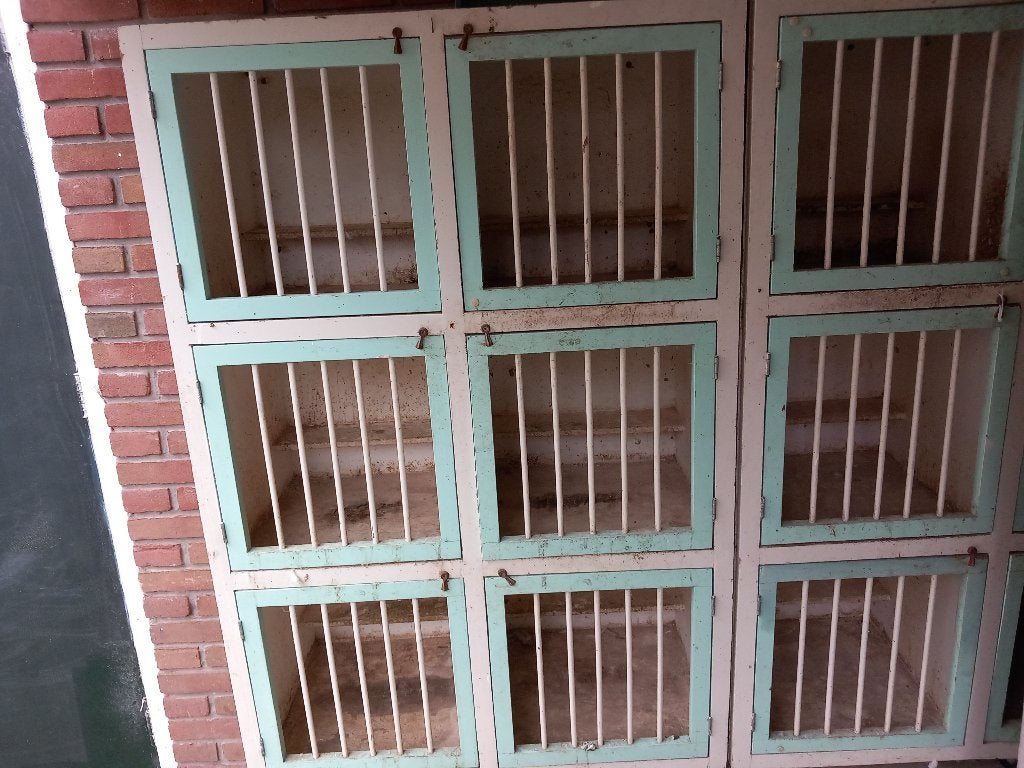 lichthokken, Dieren en Toebehoren, Geslacht onbekend, Kropper