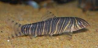 1x botia striata 10cm te koop scholenvis, Vis, Zoetwatervis, Schoolvis
