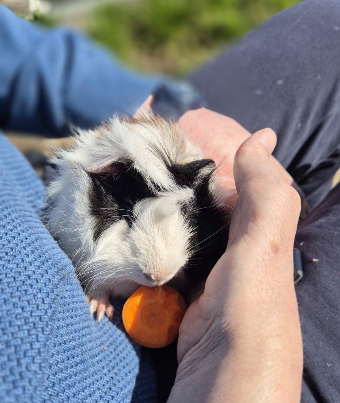 Jonge cavia’s, Dieren en Toebehoren, Maart, Meerdere dieren, Cavia