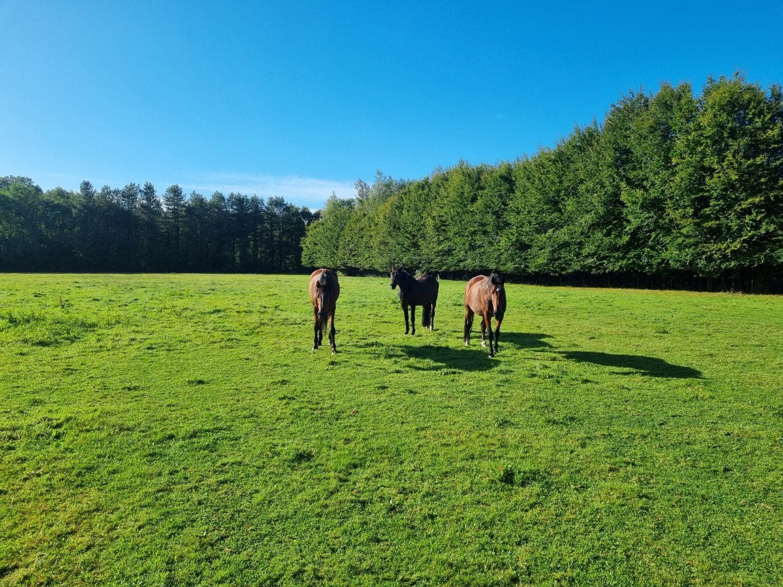 Weidemaatje gezocht., Weidegang, 1 paard of pony