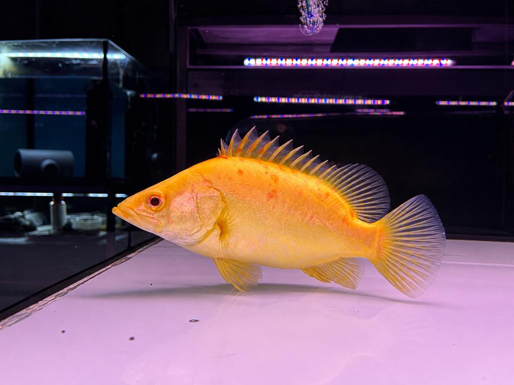 Sinipaca albino, Vis