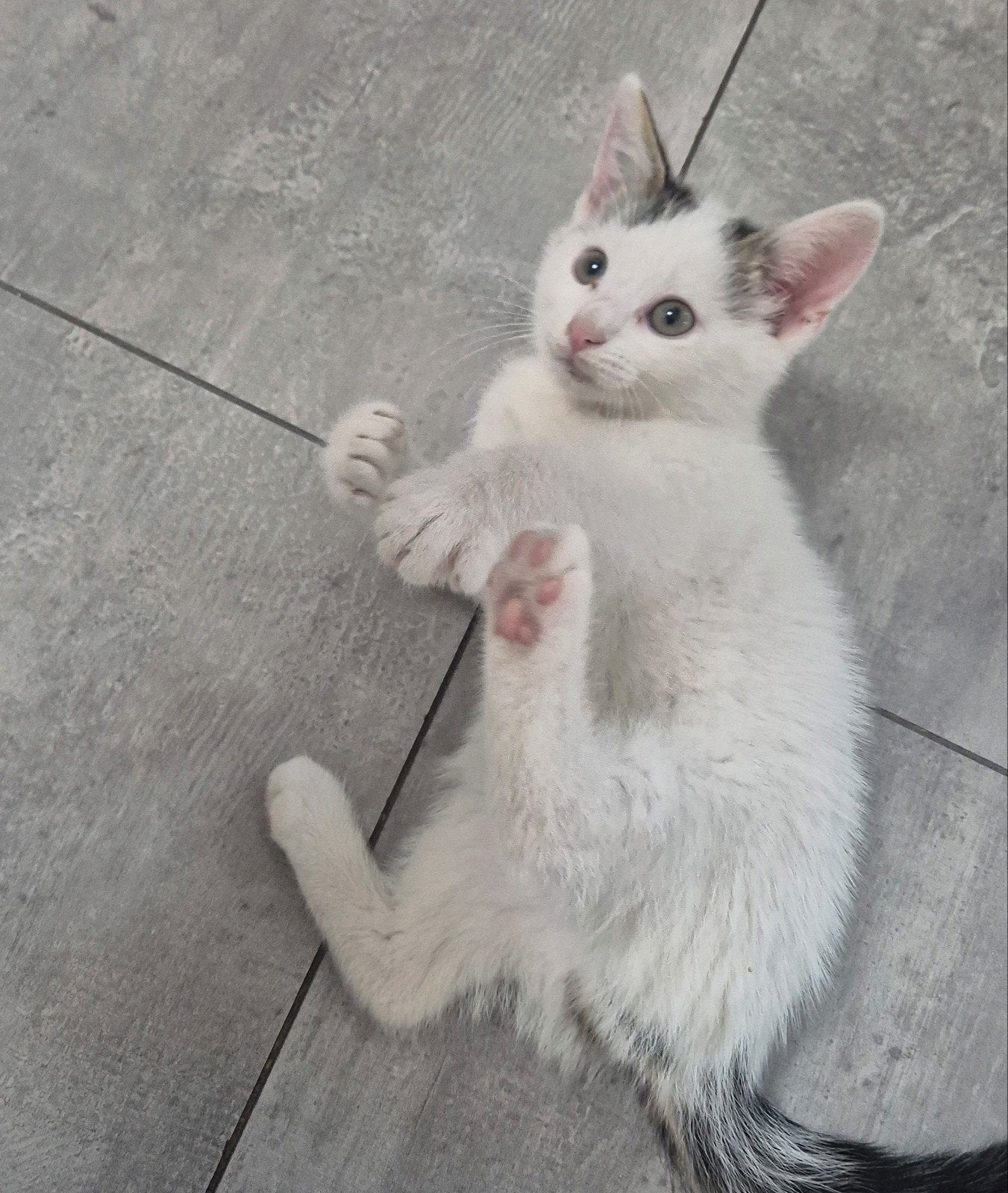 kittens, Dieren en Toebehoren