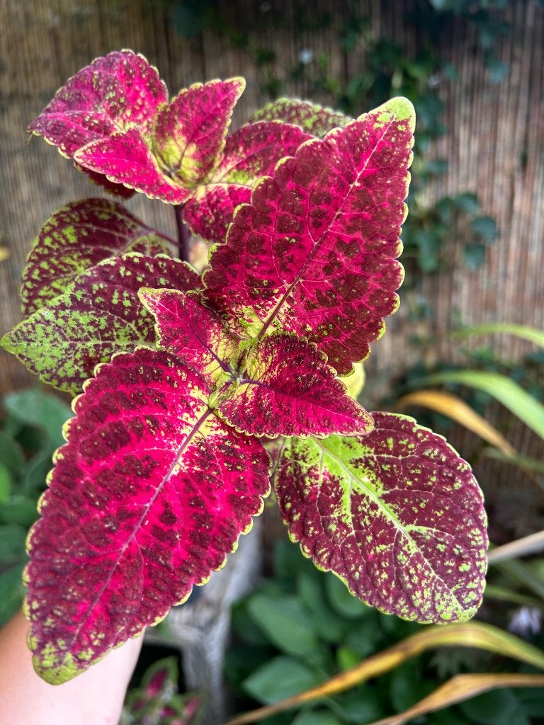 Coleus topstek✂️, Bloeiende kamerplant, Ophalen of Verzenden, Halfschaduw, Minder dan 100 cm