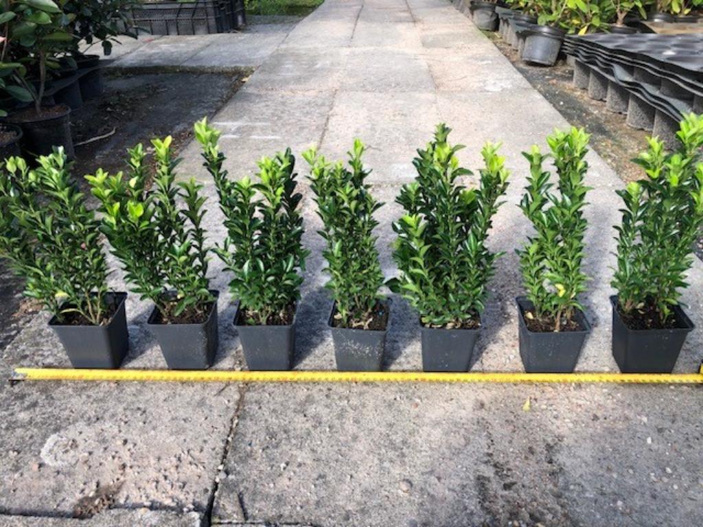 Buxus vervanger, Kardinaalsmuts, Euonymus 'Green Spire' 1,55, Ophalen, Overige soorten, Haag, Minder dan 100 cm