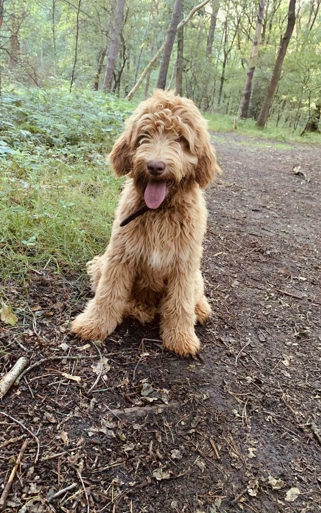 Labradoodle dekreu, Dieren en Toebehoren, Reu, Parvo, Eén hond, 3 tot 5 jaar