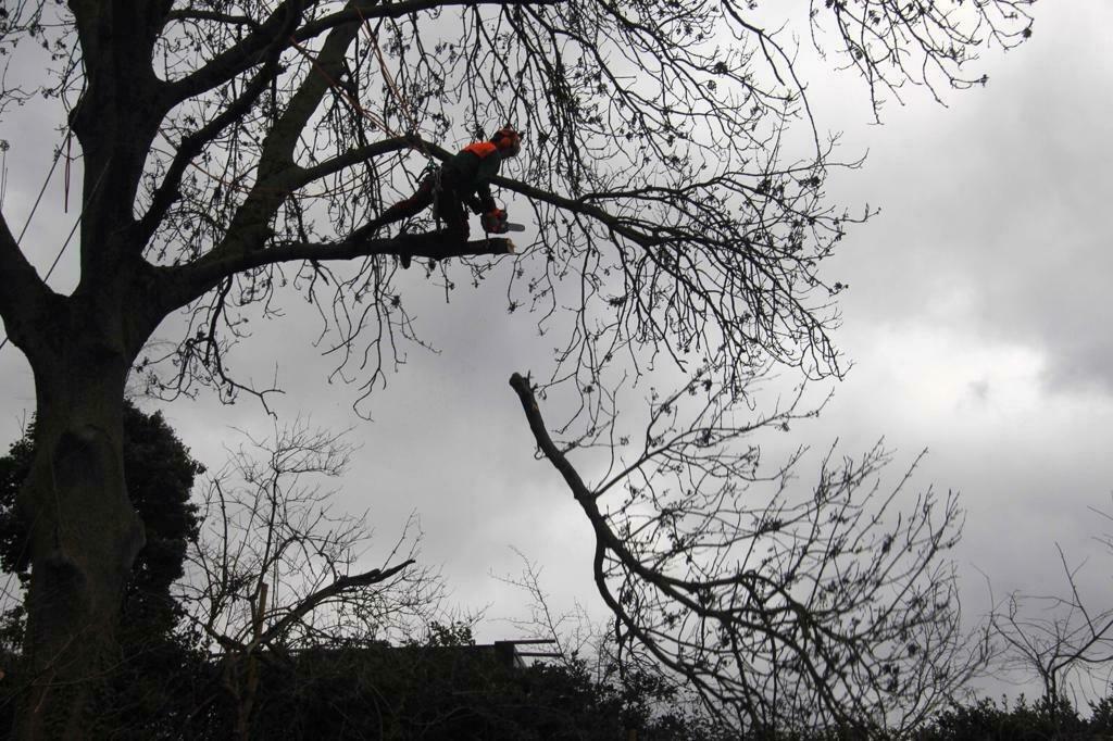 Boomverzorger Drenthe, Bomen Kappen, Snoeien, Heggen Knippen, Tuinonderhoud of Snoeiwerk