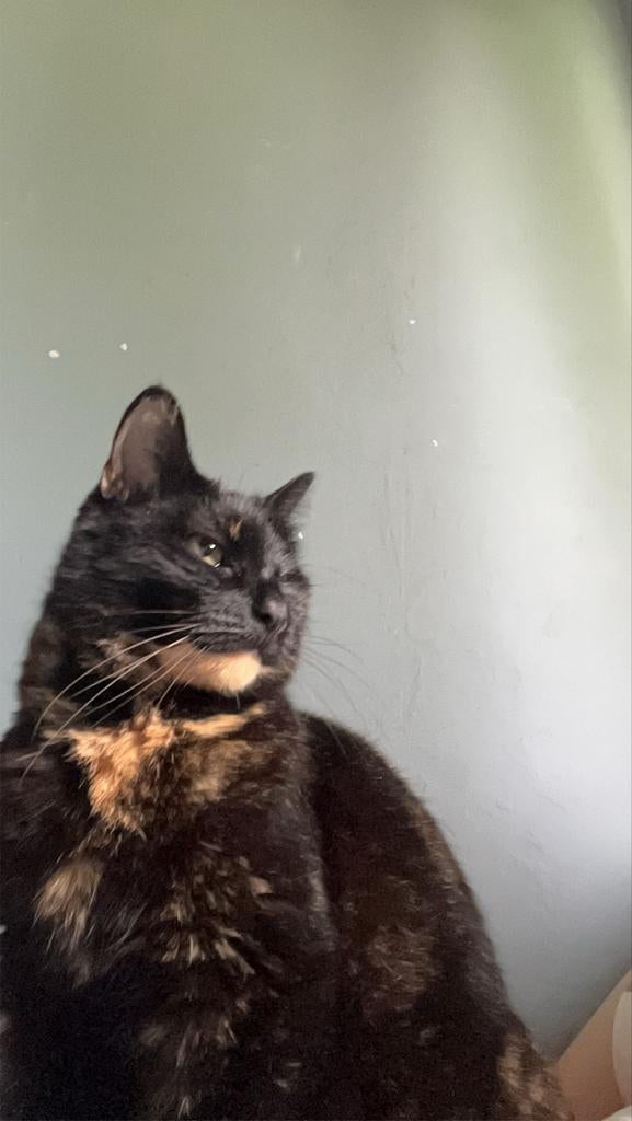 VERMIST Blitzie nijelamer schipslootweg, Dieren en Toebehoren, Katten en Kittens | Raskatten | Korthaar, Poes, Gechipt, 6 jaar of ouder