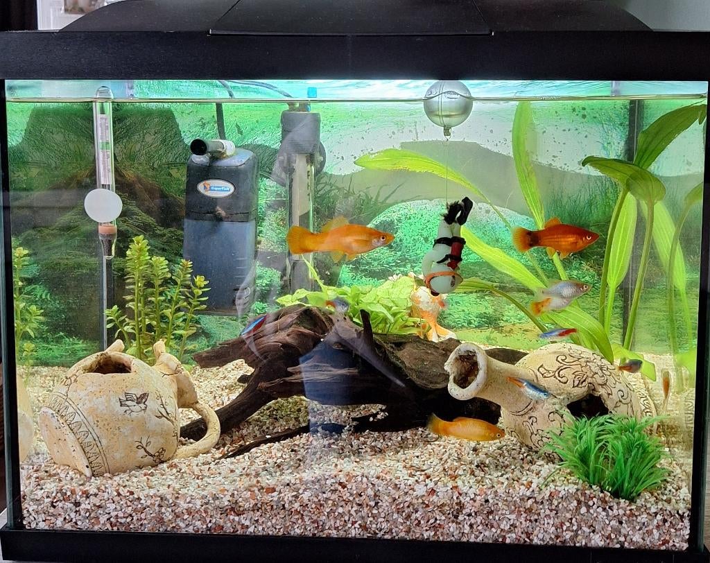 Zoetwater aquarium 40 liter, Dieren en Toebehoren, Ophalen, Zo goed als nieuw, Gevuld zoetwateraquarium