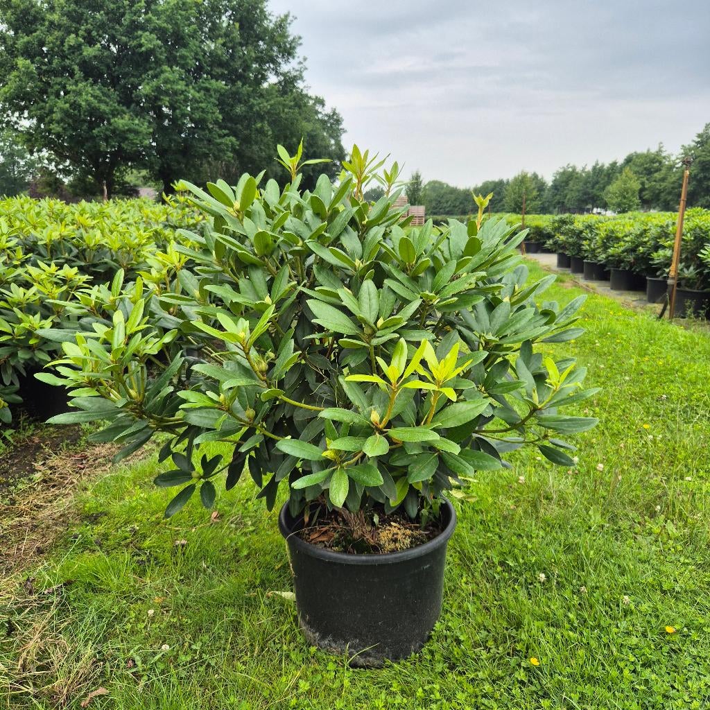 Prachtige Rhododendron Catawbiense Grandiflorum 80-100 CM, Tuin en Terras, Overige soorten, Vaste plant, Ophalen of Verzenden