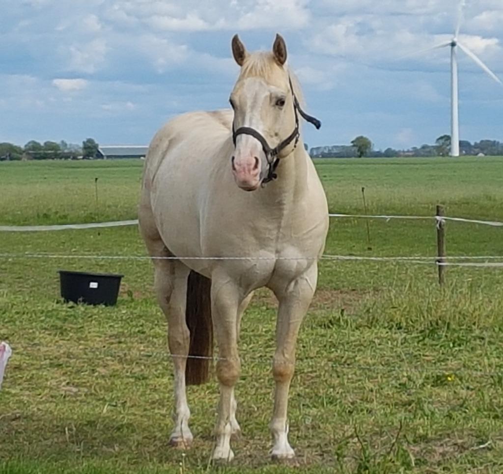 Lieve Champagne Quarter ruin zoekt avonturier, Minder dan 160 cm, Met stamboom, Ruin, Niet van toepassing