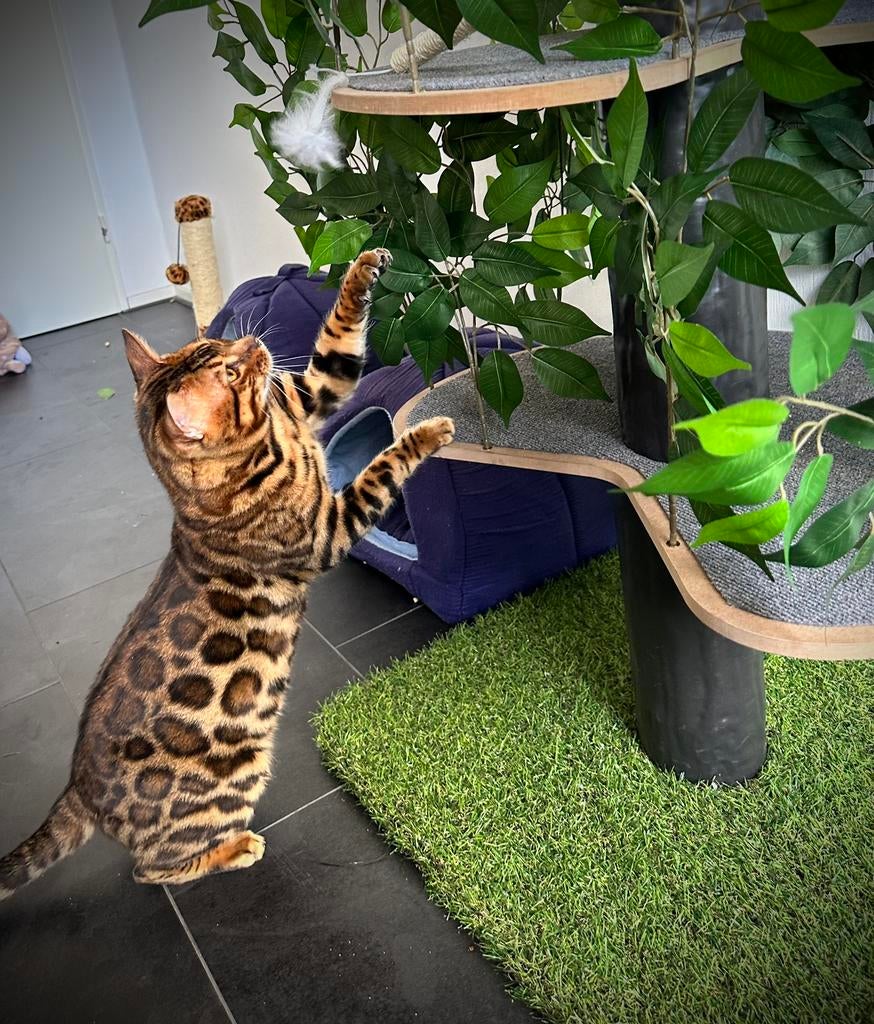 Prachtige bengaal dekkater met stamboom, draagt snow lynx