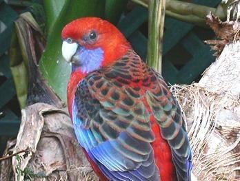 Pennantrosella | Passend advies | Gezonde vogels, Meerdere dieren, Parkiet
