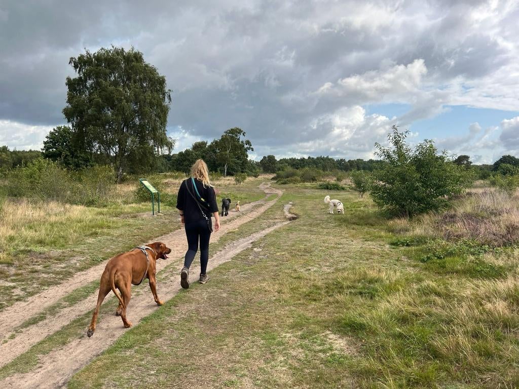 (Klein) weiland/stukje grond gezocht, Dieren en Toebehoren, Weidegang
