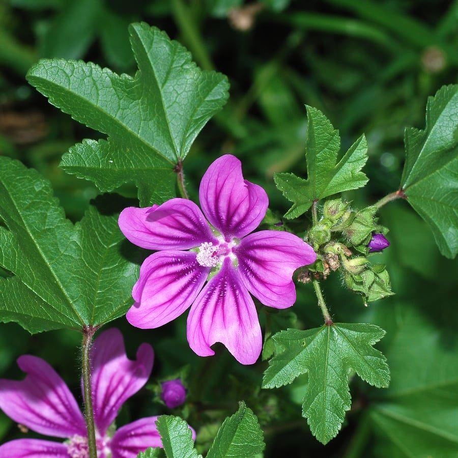 groot kaasjeskruid  Malva   1.50 per stuk, Overige soorten, Volle zon, Vaste plant, Ophalen of Verzenden