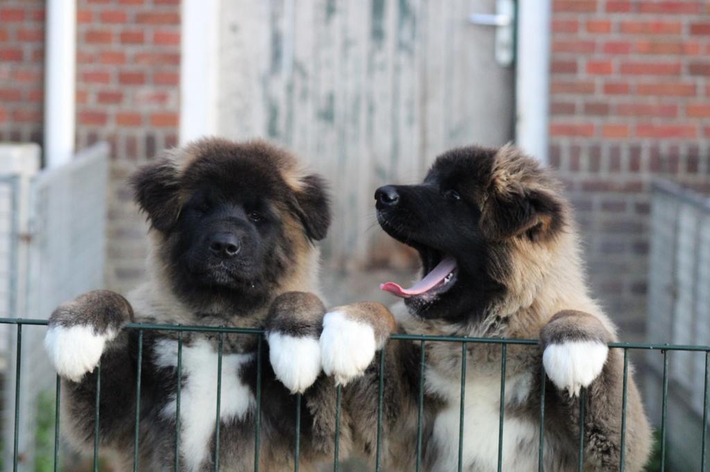 American Akita pups beschikbaar, Nederland, 15 weken tot 1 jaar, Overige rassen, Teef
