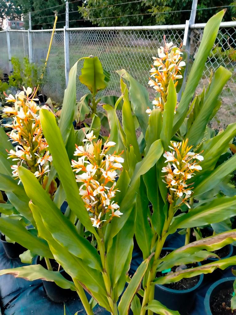 Hedychium soorten knollen, Ophalen, Overige soorten, Volle zon