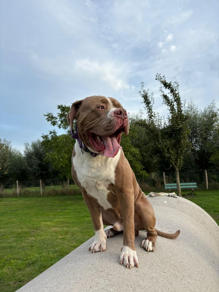 Amerikaanse Bully Dekreu American Bully, Dieren en Toebehoren, Reu, 1 tot 2 jaar, Eén hond, CDV (hondenziekte)