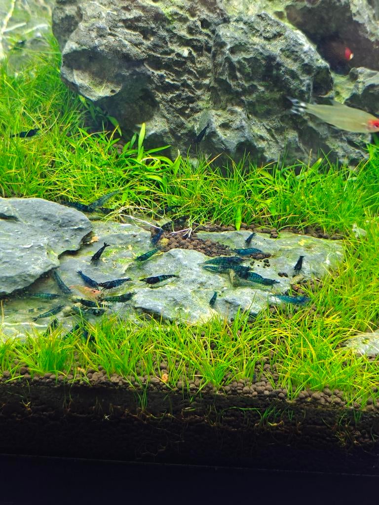 Blue Velvet garnalen., Dieren en Toebehoren, Vissen | Aquariumvissen, Kreeft, Krab of Garnaal