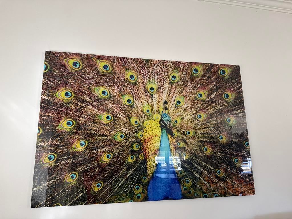 Plexiglas Pauw Print - 100x150 cm - Nieuw, Nieuw, 125 cm of meer, Ophalen of Verzenden, Print