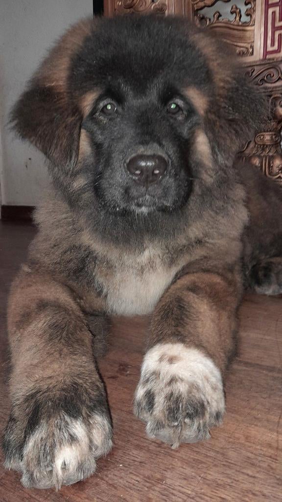 Laatste prachtige pup.(v).(evt bezorgd aan huis!), Overige rassen, Meerdere, Meerdere dieren, Nederland