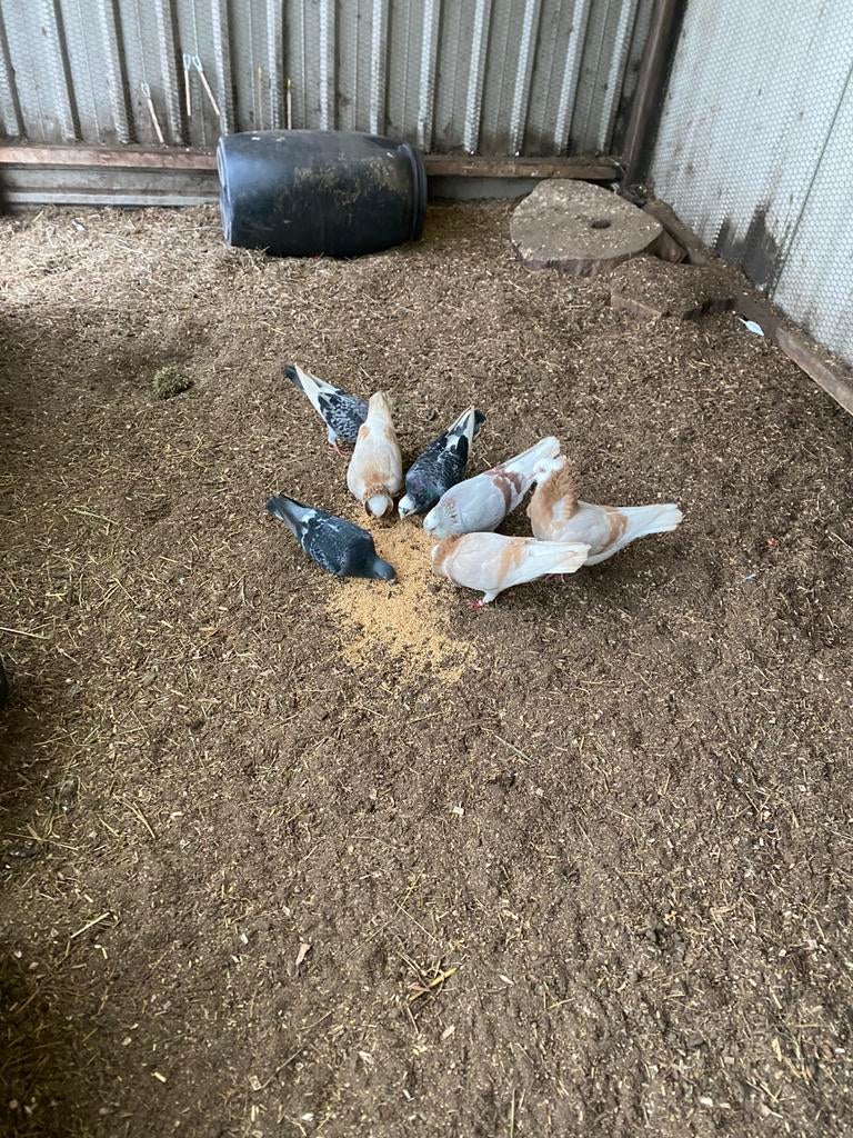 Meerdere duiven, Meerdere dieren, Overige soorten