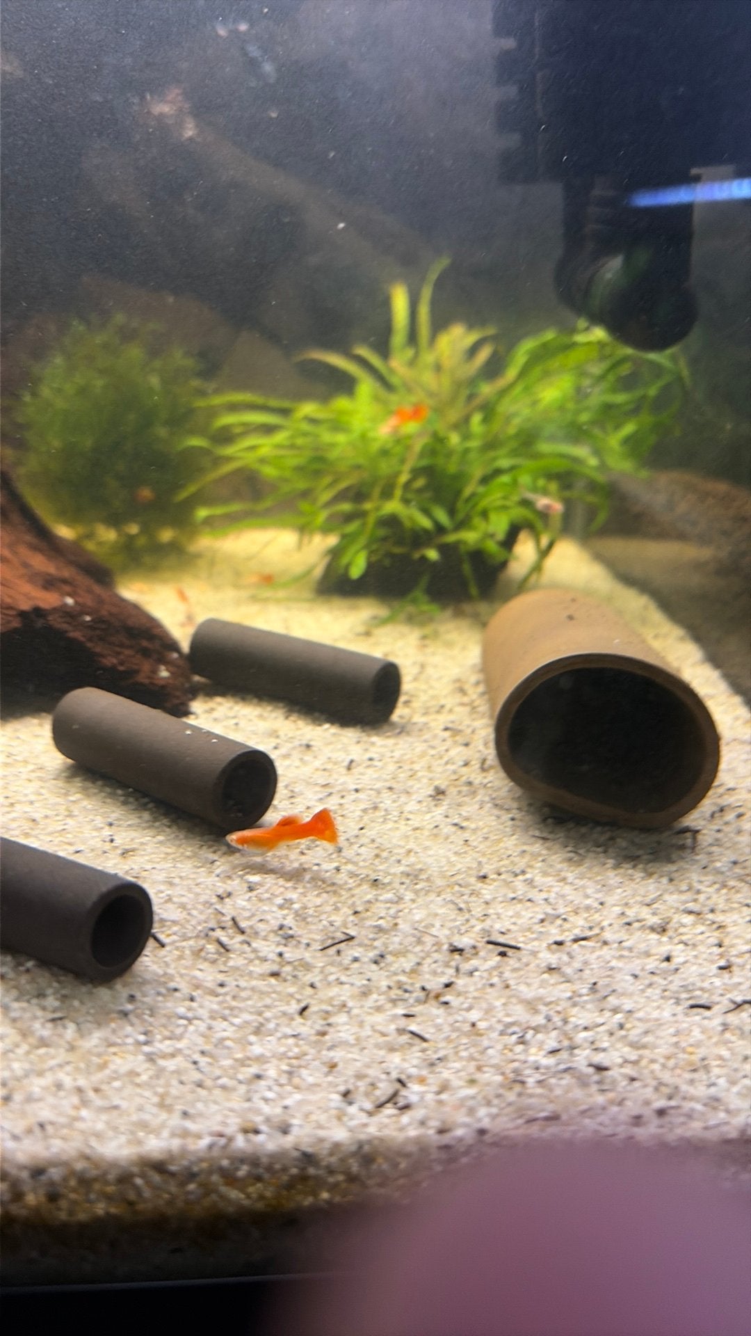 Full red albino guppen, Dieren en Toebehoren, Vis