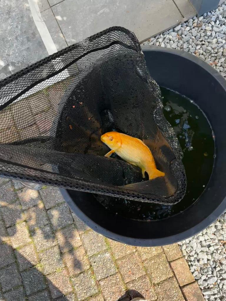 Koikarpers, Karper of Koi