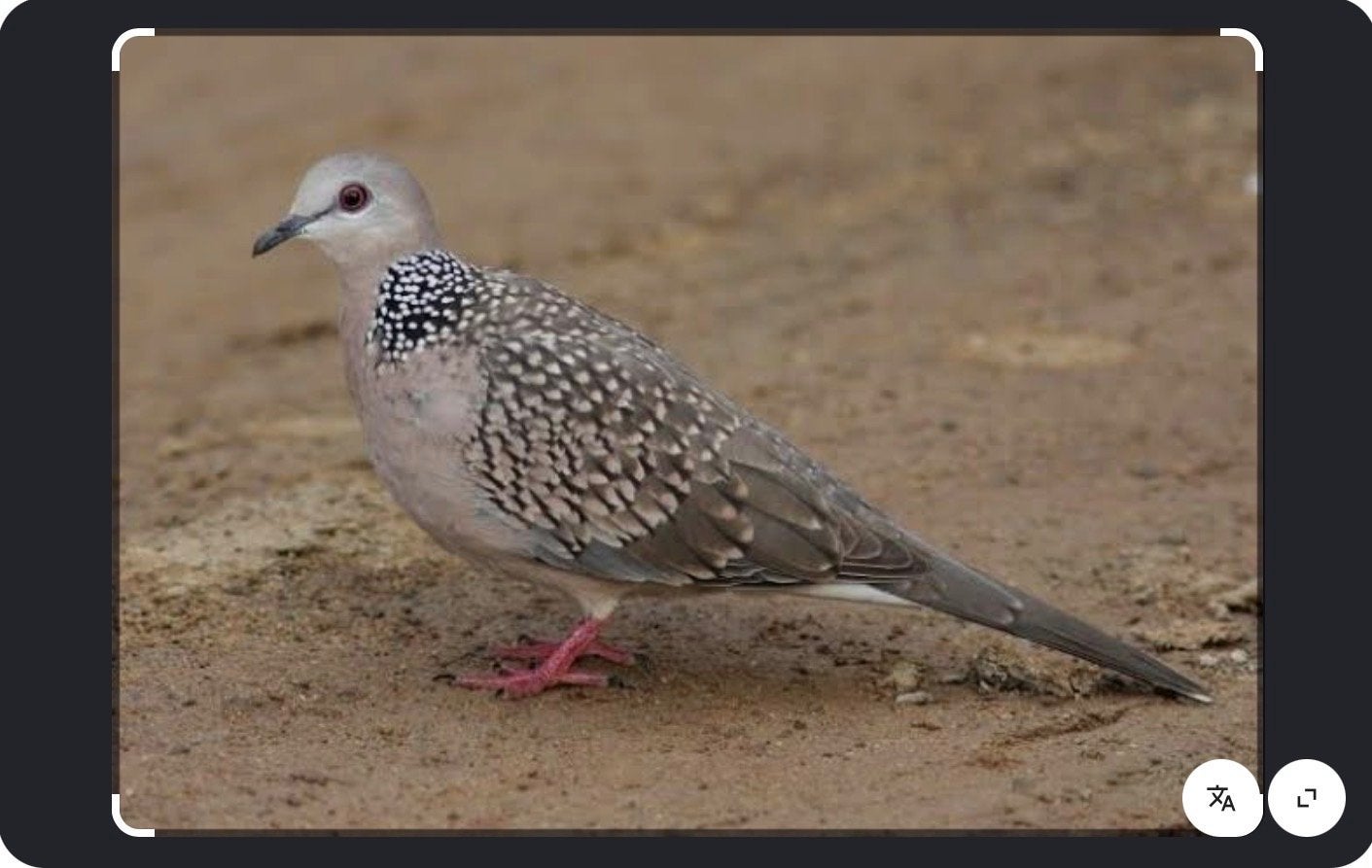 Kleine parelhalstortel, Dieren en Toebehoren, Vogels | Duiven, Meerdere dieren, Overige soorten