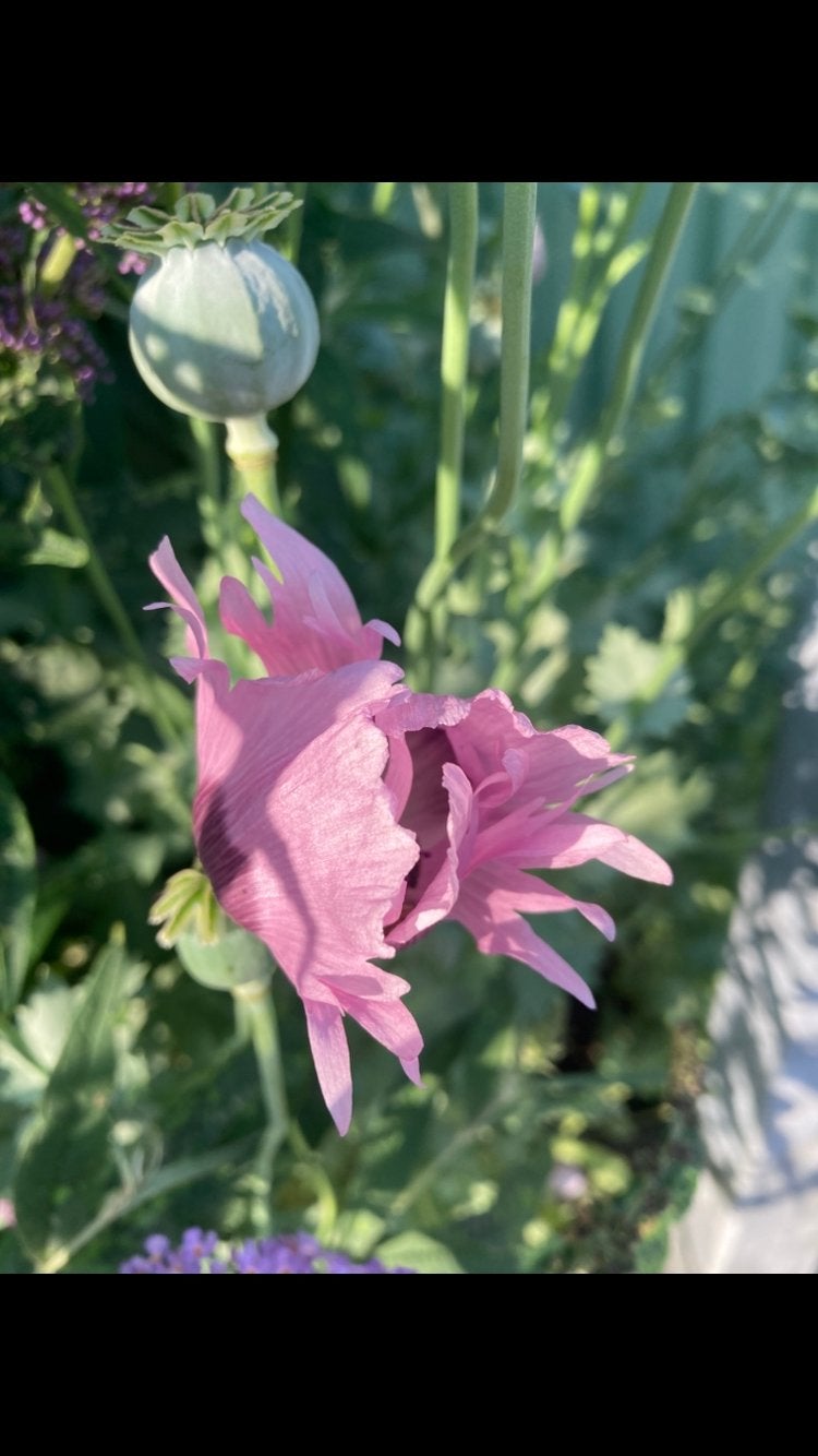 Papaver Zaadjes - Prachtige Roze Klaprozen voor uw Tuin, Ophalen of Verzenden, Gehele jaar, Volle zon, Zaad
