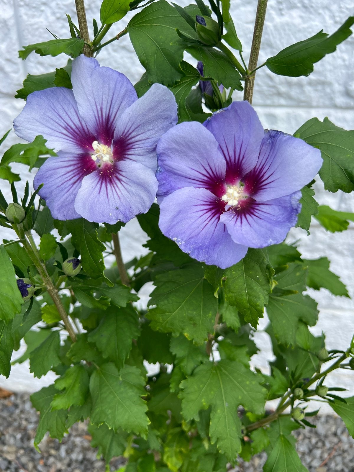 Hibiscus stekjes en plantjes - Winterhard en prachtig!, Overige soorten, Volle zon, Vaste plant, Ophalen of Verzenden