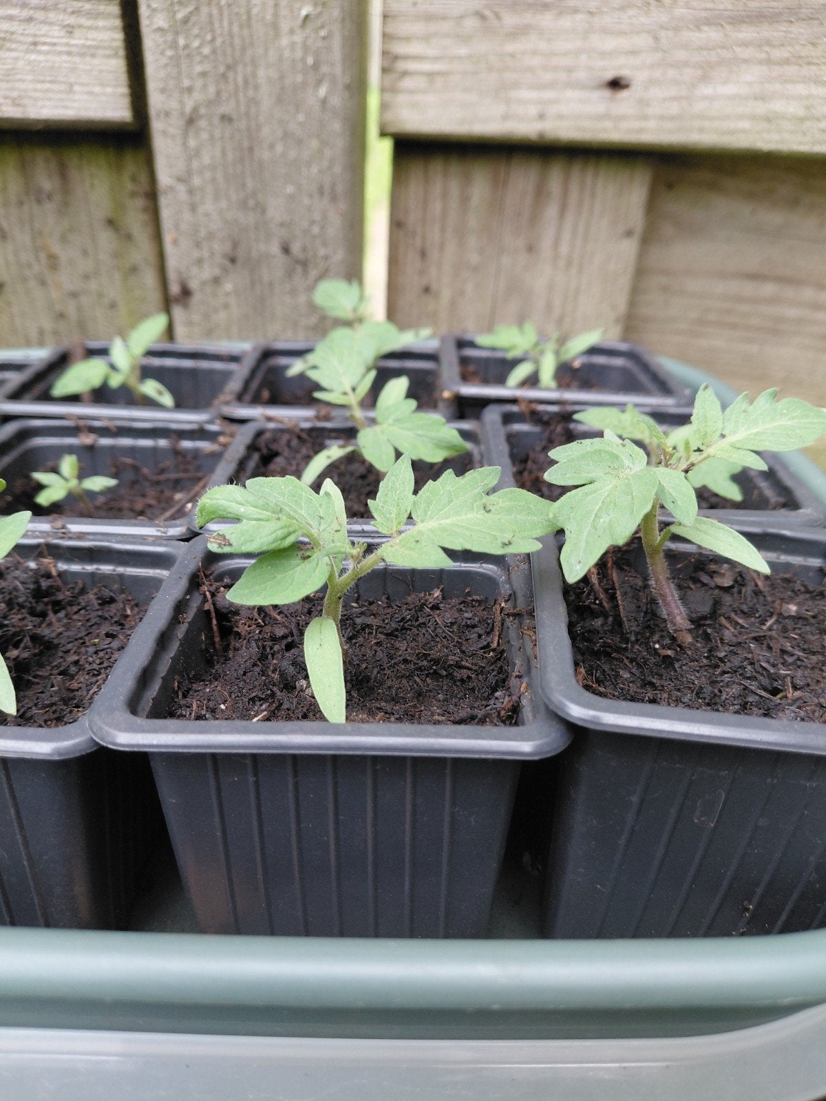 Tomatenplantjes, Tuin en Terras, Ophalen of Verzenden, Volle zon