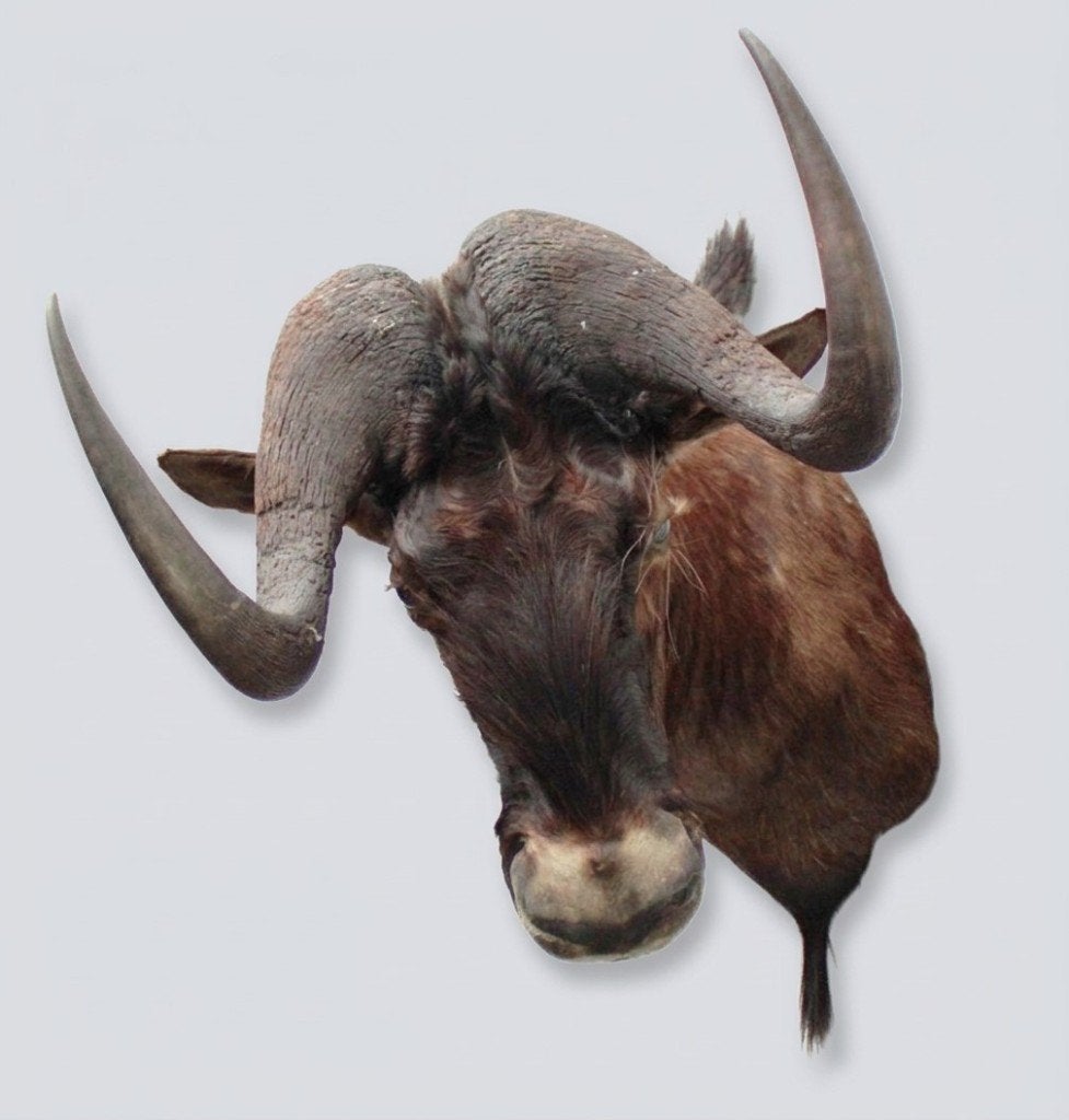 OPGEZETTE KOP WITSTAART GNU ANTILOPE, Verzamelen, Ophalen, Gebruikt, Wild dier, Opgezet dier
