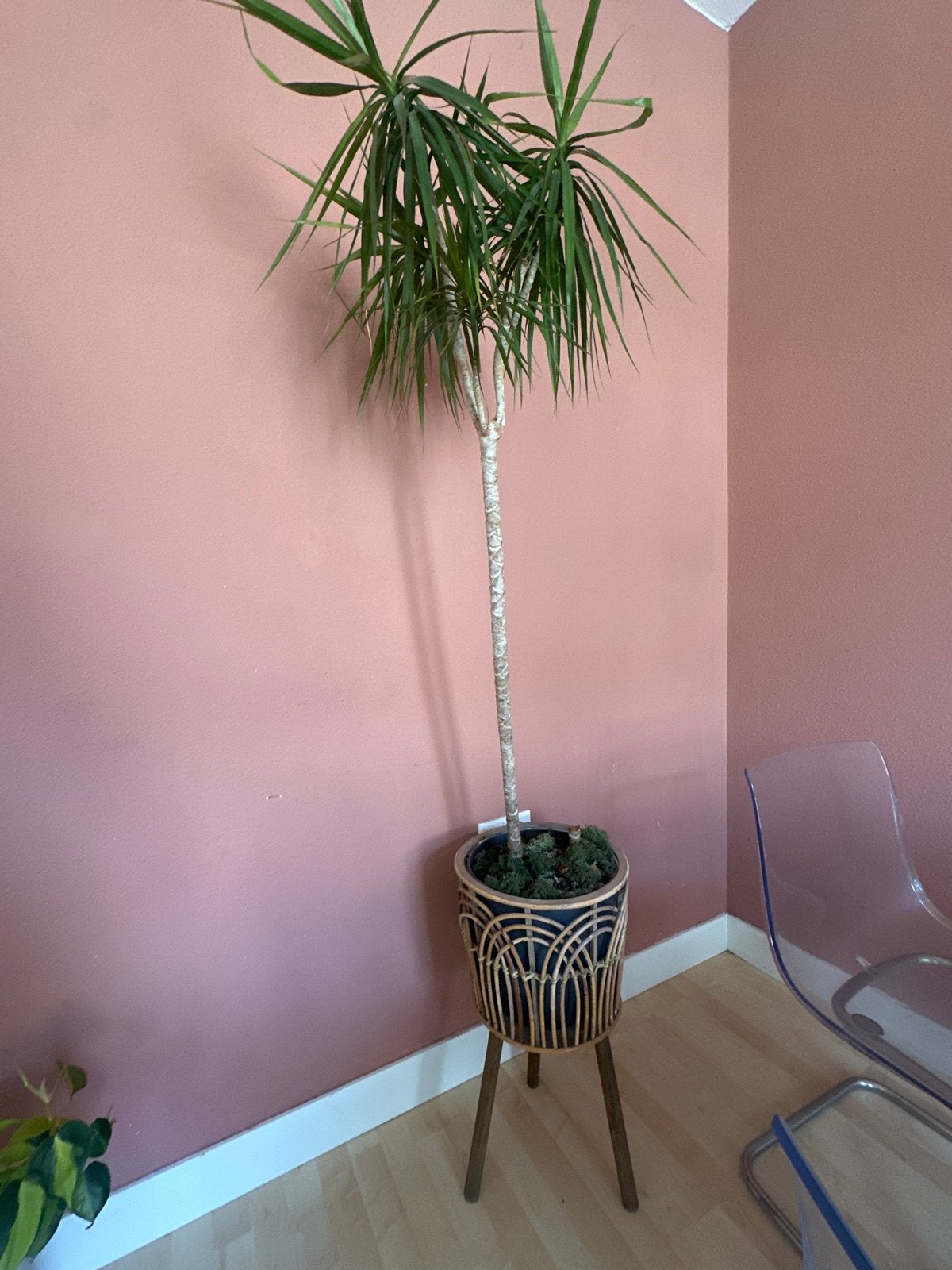 Grote Dracaena plant inclusief pot, Huis en Inrichting, Ophalen, Overige soorten, Halfschaduw, In pot