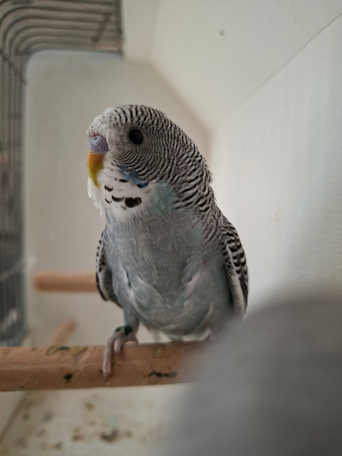 Jonge grasparkieten om tam te maken, Meerdere dieren, Parkiet, Geringd