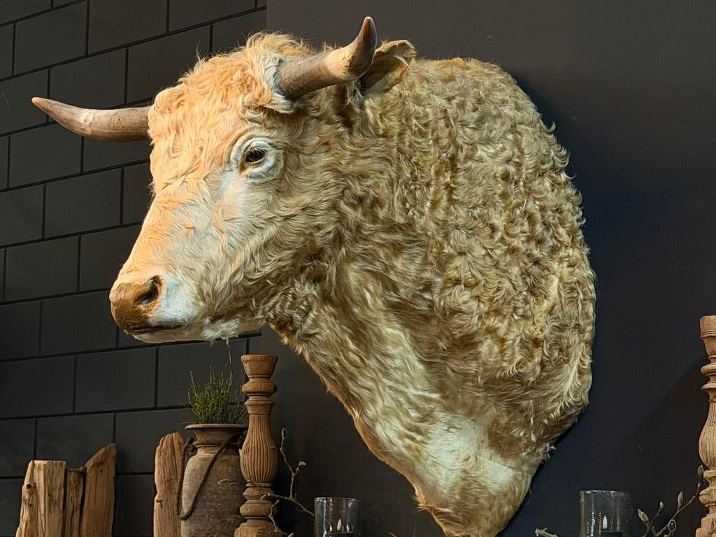 Opgezet opgezette blonde stier taxidermie hoorns kop, Ophalen, Nieuw, Boerderijdier, Opgezet dier
