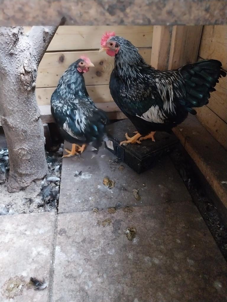 2 prachtige hanen barnevelder kriel zilver dubbel gezoomd., Dieren en Toebehoren, Mannelijk, Kip
